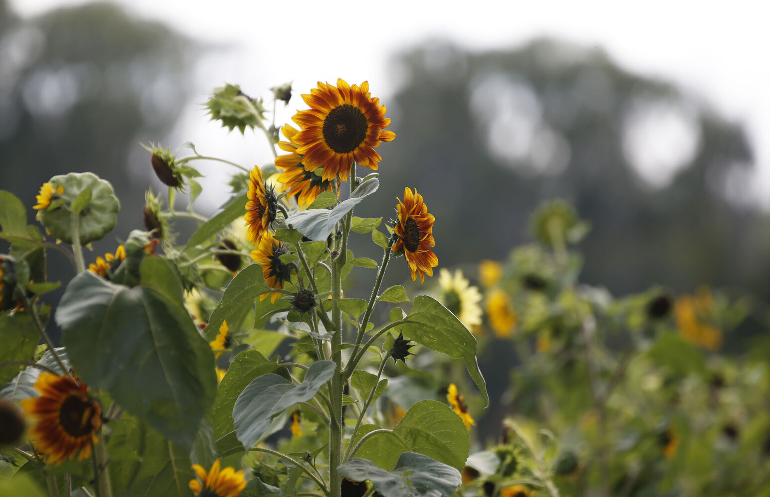 Sunflowers stand tall